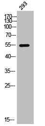 Western Blot analysis of 293 cells using ARX Polyclonal Antibody
