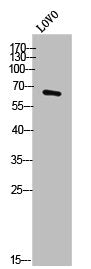 Western Blot analysis of LOVO cells using PWWP2B Polyclonal Antibody