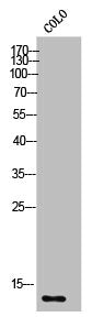 Western Blot analysis of COLO cells using S-100Z Polyclonal Antibody