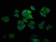 Immunofluorescence staining of Hela cells with CSB-PA007779NA01HU at 1:200, counter-stained with DAPI. The cells were blocked in 10% normal Goat Serum and then incubated with the antibody overnight at 4°C. The secondary antibody was Alexa Fluor 48...