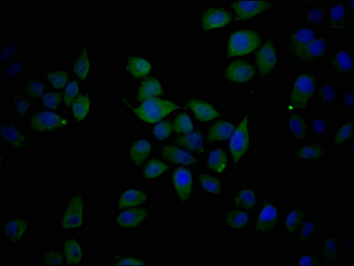 Immunofluorescence staining of Hela cells with CSB-PA007779PA01HU at 1:200, counter-stained with DAPI. The cells were blocked in 10% normal Goat Serum and then incubated with the antibody overnight at 4°C. The secondary antibody was Alexa Fluor 48...
