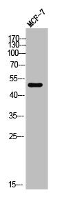 Western Blot analysis of MCF-7 cells using KCNG3 Polyclonal Antibody