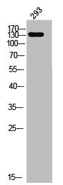 Western Blot analysis of 293 cells using ADAMTS-19 Polyclonal Antibody