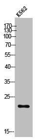 Western Blot analysis of K562 cells using POLR3H Polyclonal Antibody