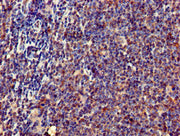 Immunohistochemistry of paraffin-embedded human lymph node tissue using CSB-PA007795LA01HU at dilution of 1:100