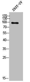 Western Blot analysis of 293T-UV cells using PSD-93 Polyclonal Antibody