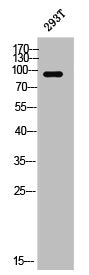 Western Blot analysis of 293T cells using PSD-95 Polyclonal Antibody