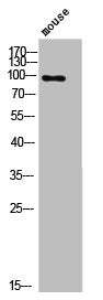 Western Blot analysis of mouse cells using Phospho-Dynamin I (S774) Polyclonal Antibody