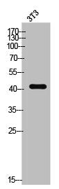 Western Blot analysis of 3T3 cells using RAGE Polyclonal Antibody