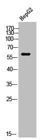Western Blot analysis of HepG2 cells using TdT Polyclonal Antibody