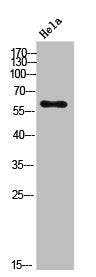 Western Blot analysis of Hela cells using Phospho-CRMP-2 (S522) Polyclonal Antibody