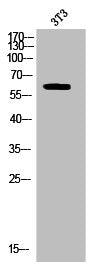 Western Blot analysis of 3T3 cells using Phospho-CRMP-2 (T514) Polyclonal Antibody