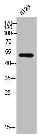 Western Blot analysis of HT-29 cells using CRMP-2 Polyclonal Antibody