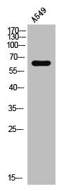 Western Blot analysis of mouse brain cells using CRMP-2 Polyclonal Antibody