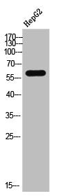 Western Blot analysis of HepG2 cells using CRMP-2 Polyclonal Antibody
