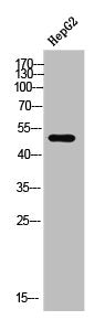 Western Blot analysis of HepG2 cells using D1DR Polyclonal Antibody
