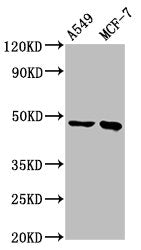 Western Blot Positive WB detected in: A549 whole cell lysate, MCF-7 whole cell lysate All lanes: ESRRB antibody at 3.7µg/ml Secondary Goat polyclonal to rabbit IgG at 1/50000 dilution Predicted band size: 49, 57, 56 kDa Observed band size: 49 kDa