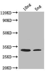 Western Blot Positive WB detected in: recombinant protein All lanes: SUP45 Antibody at 1:1000 Secondary Goat polyclonal to rabbit IgG at 1/50000 dilution Predicted band size: 32 kDa Observed band size: 32 kDa