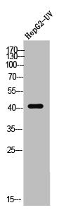 Western Blot analysis of HEPG2-UV cells using MKP-3 Polyclonal Antibody