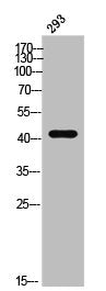 Western Blot analysis of 293 cells using APLNR Polyclonal Antibody