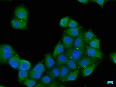 Immunofluorescence staining of Hela cells with CSB-PA007887LA01HU at 1:50, counter-stained with DAPI. The cells were fixed in 4% formaldehyde, permeabilized using 0.2% Triton X-100 and blocked in 10% normal Goat Serum. The cells were then incubate...