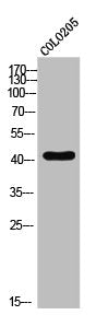 Western Blot analysis of COLO205 cells using EDG-1 Polyclonal Antibody