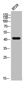 Western Blot analysis of HT-29 cells using EDG-3 Polyclonal Antibody