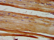 IHC image of CSB-PA007909LA01HU diluted at 1:600 and staining in paraffin-embedded human skeletal muscle tissue performed on a Leica BondTM system. After dewaxing and hydration, antigen retrieval was mediated by high pressure in a citrate buffer (...