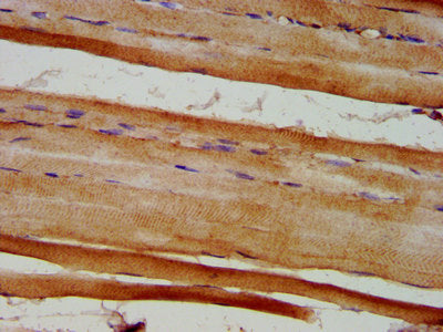 IHC image of CSB-PA007909LA01HU diluted at 1:600 and staining in paraffin-embedded human skeletal muscle tissue performed on a Leica BondTM system. After dewaxing and hydration, antigen retrieval was mediated by high pressure in a citrate buffer (...
