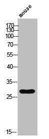 Western Blot analysis of mouse cells using Phospho-Ephrin-B1 (Y317) Polyclonal Antibody