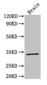 Western Blot Positive WB detected in: Mouse brain tissue All lanes: F3 antibody at 4µg/ml Secondary Goat polyclonal to rabbit IgG at 1/50000 dilution Predicted band size: 34, 28 kDa Observed band size: 34 kDa