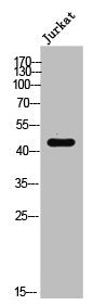 Western Blot analysis of JK cells using Phospho-Ephrin-B1/2/3 (Y324) Polyclonal Antibody