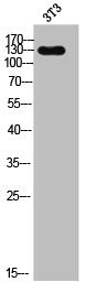 Western Blot analysis of 3T3 cells using EGF Polyclonal Antibody