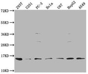 Western Blot Positive WB detected in: 293T whole cell lysate, U251 whole cell lysate, PC-3 whole cell lysate, Hela whole cell lysate, U87 whole cell lysate, HepG2 whole cell lysate, A549 whole cell lysate All lanes: FABP4 antibody at 1:1000 Second...