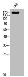 Western Blot analysis of 293 cells using Phospho-EGFR (Y1069) Polyclonal Antibody