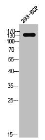 Western Blot analysis of 293-EGF cells using Phospho-EGFR (S695) Polyclonal Antibody