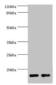Western blot All lanes: Gastrotropin antibody at 8ug/ml Lane 1: Mouse small intestine tissue Lane 2: Rat small intestine tissue Secondary Goat polyclonal to rabbit IgG at 1/10000 dilution Predicted band size: 15, 20 kDa Observed band size: 15 kDa