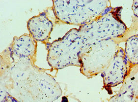Immunohistochemistry of paraffin-embedded human placenta tissue using CSB-PA007972ESR2HU at dilution of 1:100