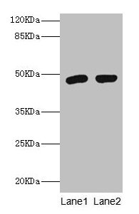 Western blot All lanes: Fcmr antibody at 2µg/ml Lane 1: Rat spleen tissue Lane 2: Rat kidney tissue Secondary Goat polyclonal to rabbit IgG at 1/10000 dilution Predicted band size: 48 kDa Observed band size: 48 kDa