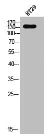 Western Blot analysis of HT-29 cells using EGFR Polyclonal Antibody