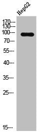 Western Blot analysis of HepG2 cells using Phospho-Ah Receptor (S36) Polyclonal Antibody