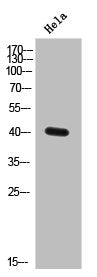 Western Blot analysis of Hela cells using HuB/D Polyclonal Antibody