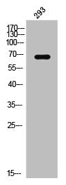 Western Blot analysis of 293 cells using Elf-1 Polyclonal Antibody