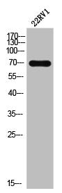 Western Blot analysis of 22RV1 cells using Elf-4 Polyclonal Antibody