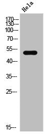Western Blot analysis of HeLa cells using Elk-1 Polyclonal Antibody