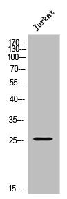 Western Blot analysis of Jurkat cells using APOBEC3A Polyclonal Antibody