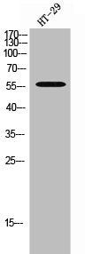 Western Blot analysis of HT-29 cells using APLF Polyclonal Antibody