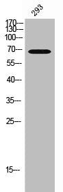 Western Blot analysis of 293 cells using TIGD1 Polyclonal Antibody