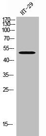 Western Blot analysis of HT-29 cells using SR-3D Polyclonal Antibody