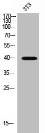 Western Blot analysis of 3T3 cells using MCT13 Polyclonal Antibody